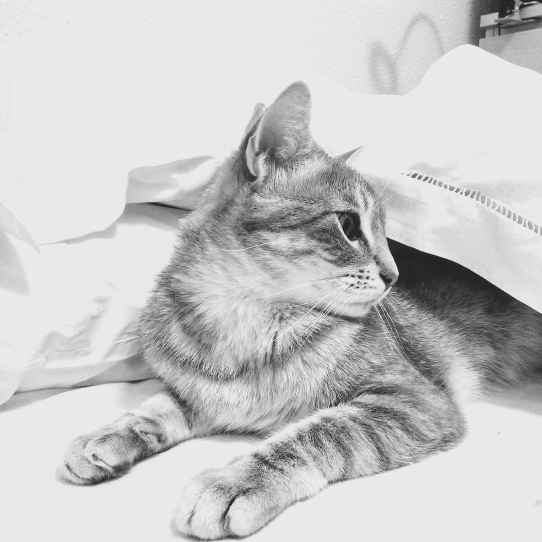 GATO CATALINO